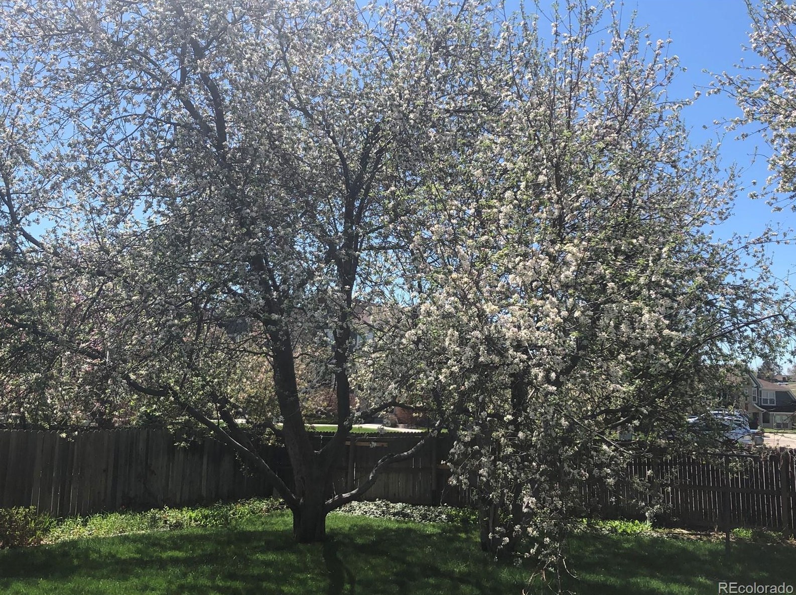 9790 Frost Pl, Littleton CO 80128-4384 exterior