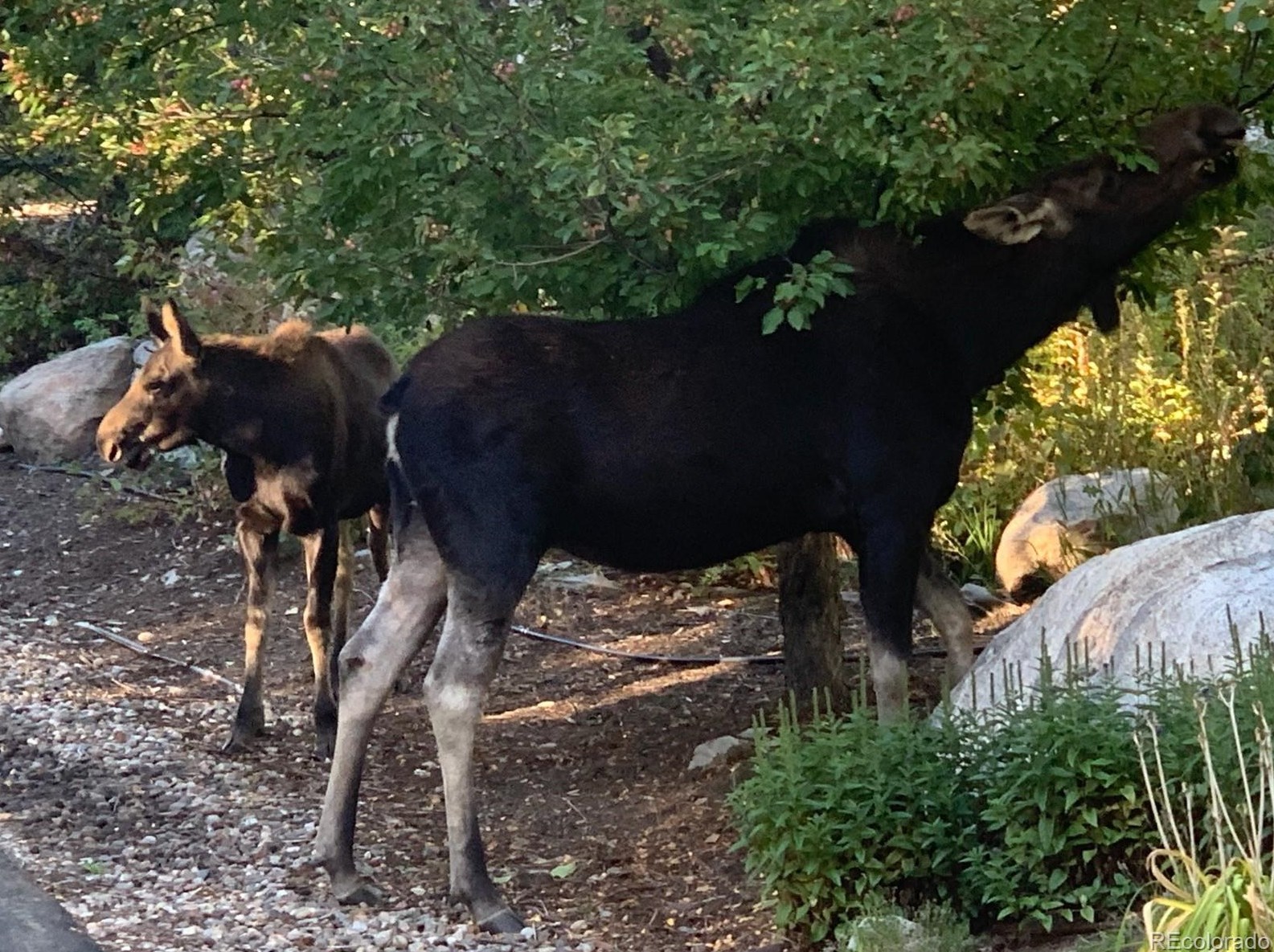 669 Meadowbrook Cir, Steamboat Springs CO  80487-3043 exterior