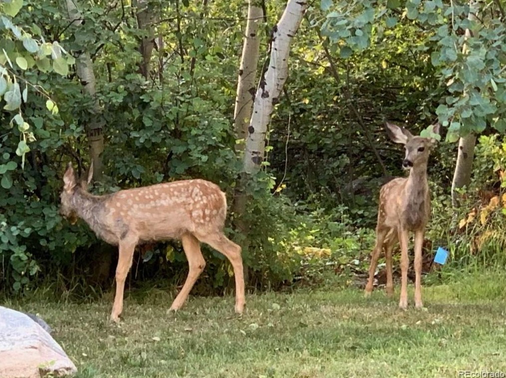 669 Meadowbrook Cir, Steamboat Springs CO  80487-3043 exterior