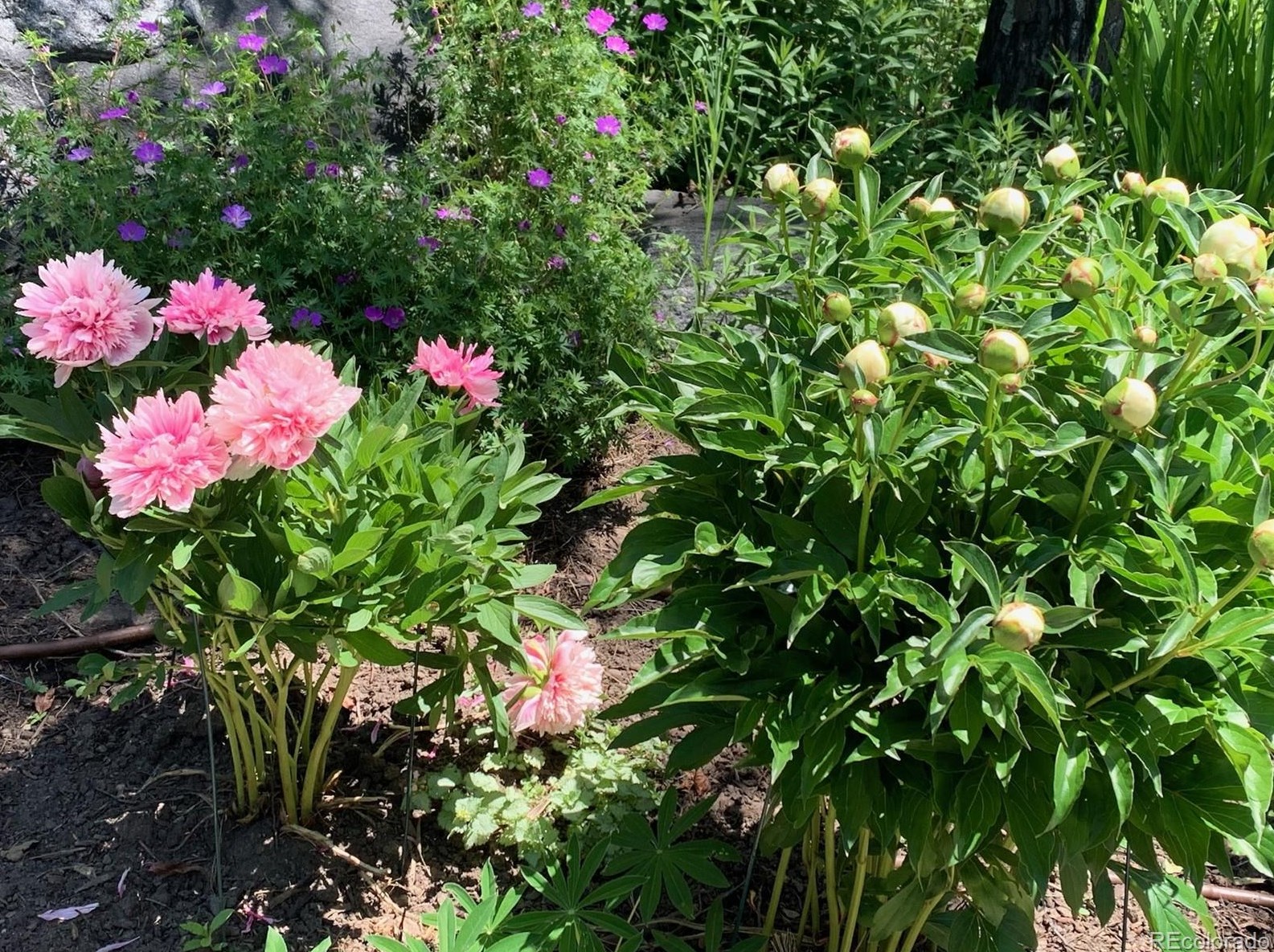 669 Meadowbrook Cir, Steamboat Springs CO  80487-3043 exterior