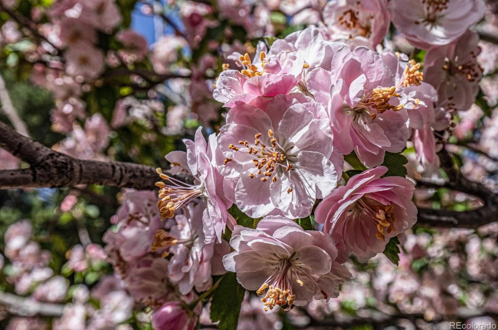 8588 Woody Way, Littleton CO 80126-2536 exterior