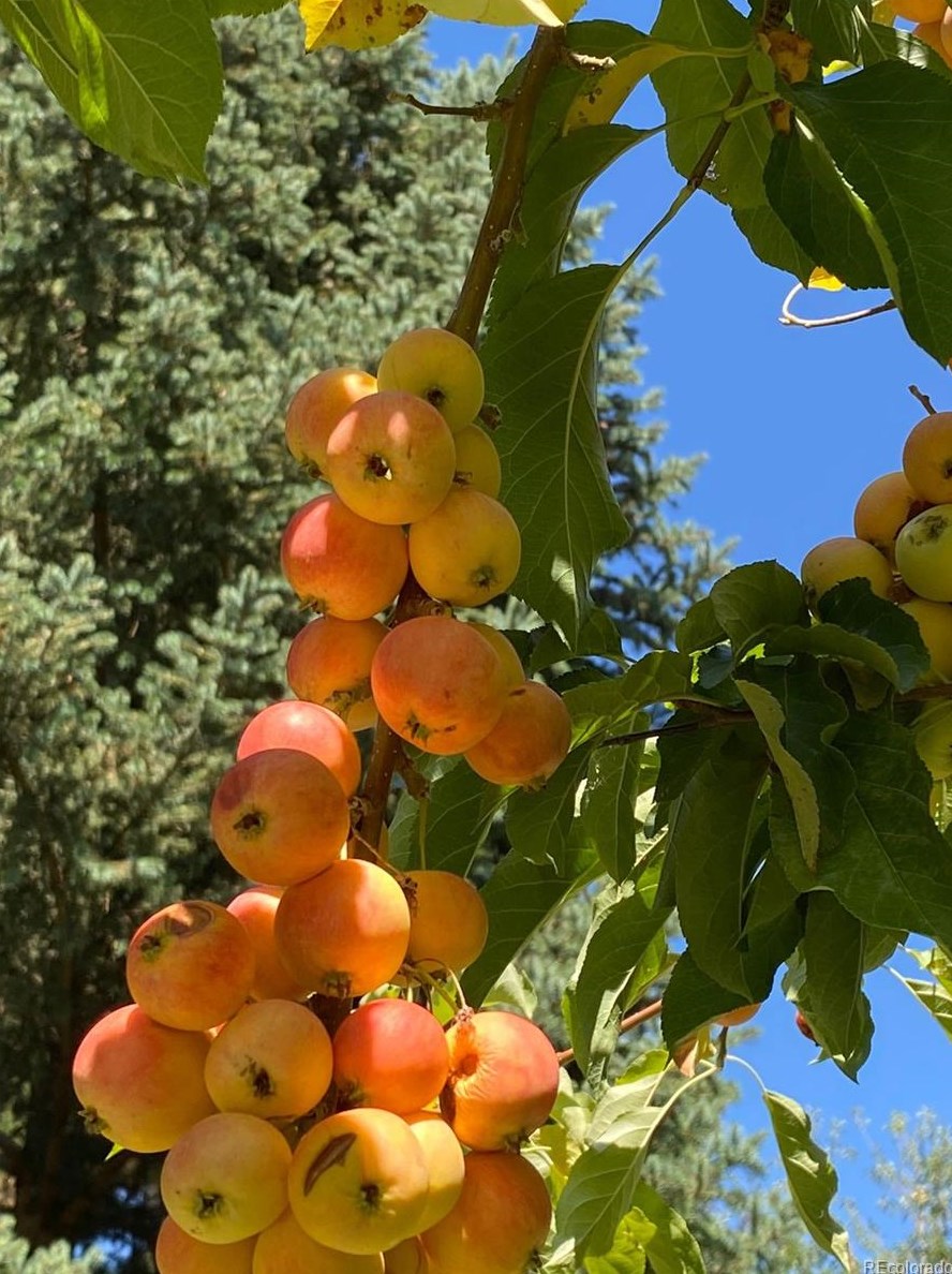 575 Jamison Pl, Littleton CO  80122-2805 exterior