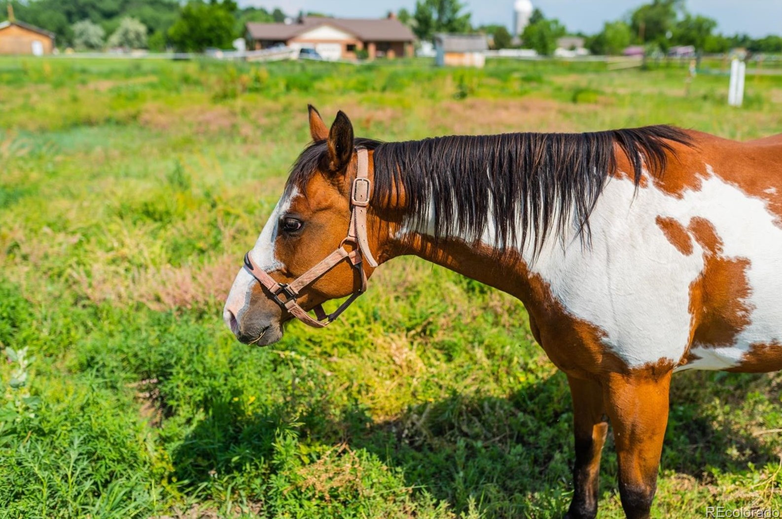 12441 75th Ave, Arvada CO  80005-3117 exterior