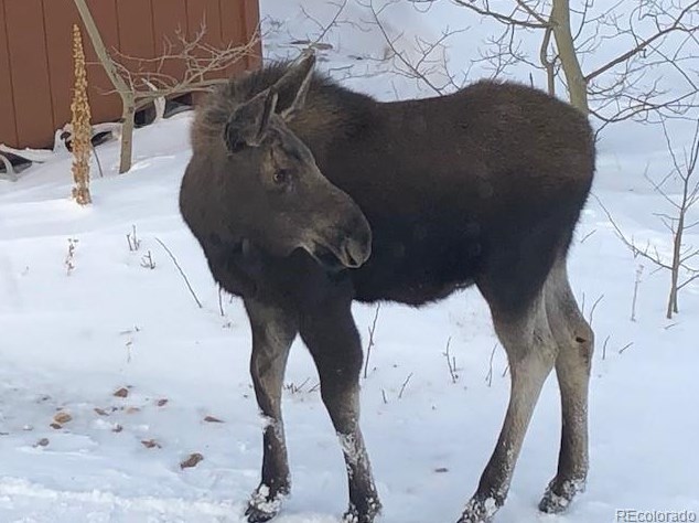 68 Athena Rd, Arvada CO  80422-4019 exterior