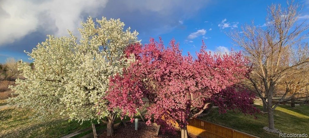 763 Wedgewood Ct, Littleton CO exterior