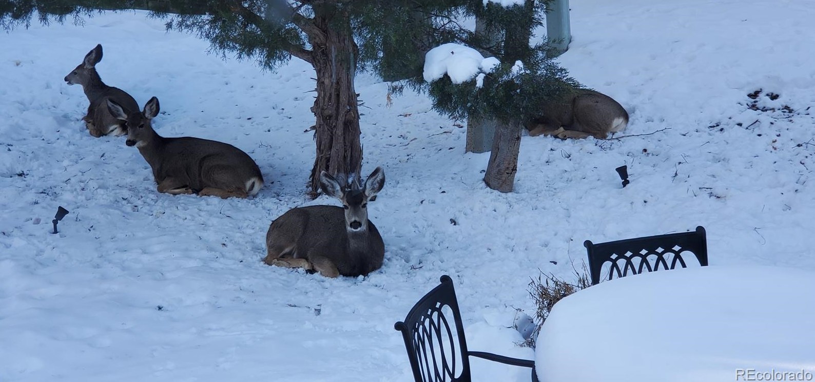 792 Deer Clover Way, Castle Rock CO  80108-8205 exterior