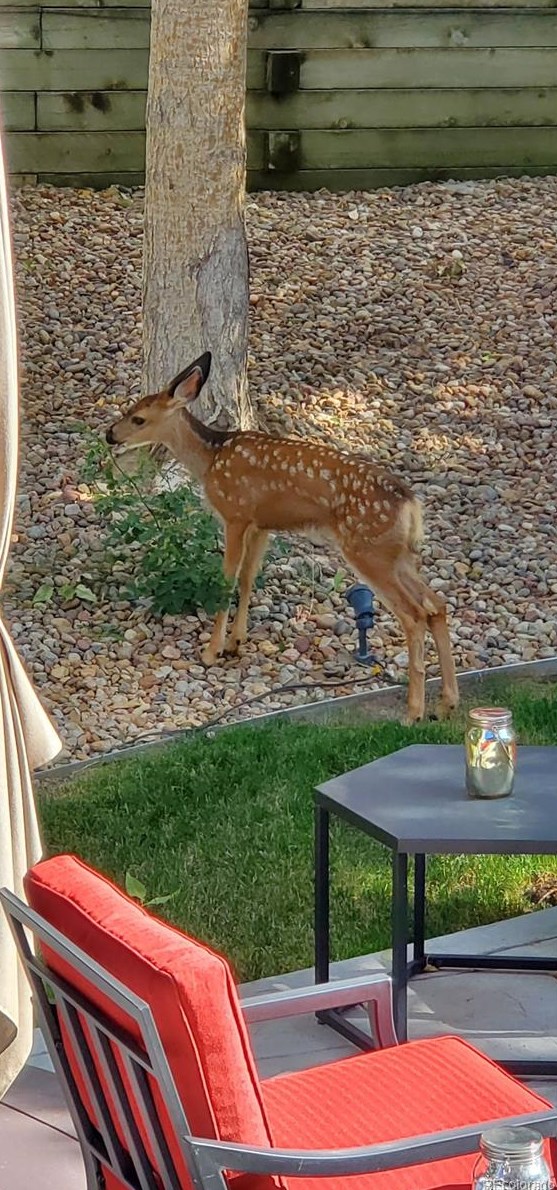 792 Deer Clover Way, Castle Rock CO  80108-8205 exterior