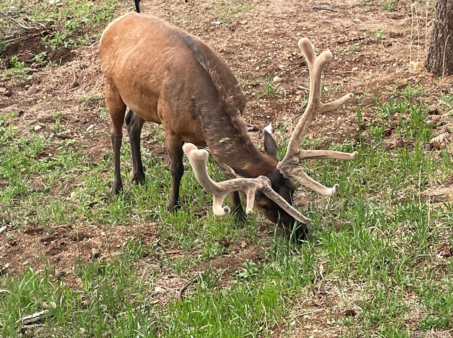 547 Birch Ave, Estes Park CO  80517-7607 exterior