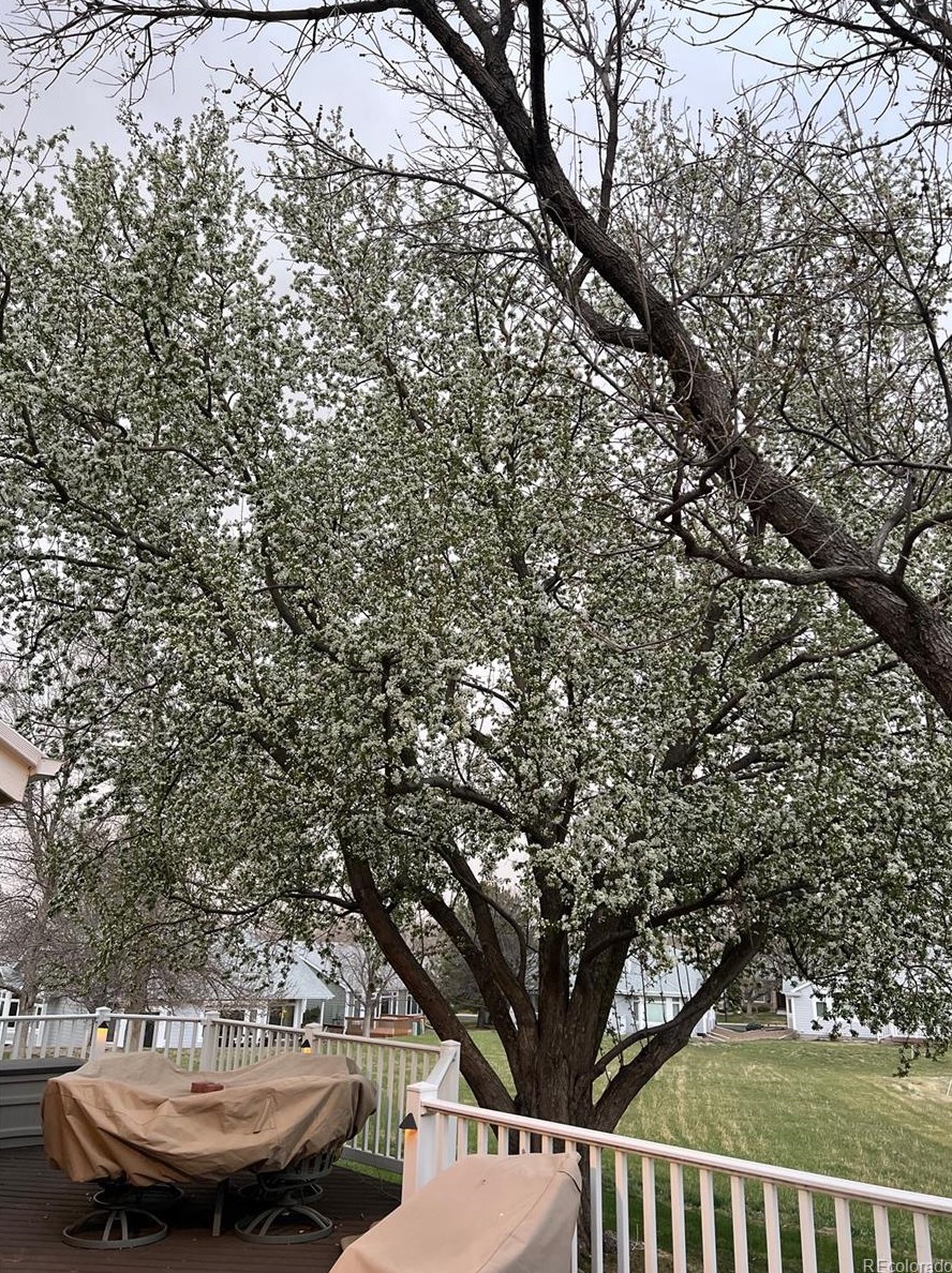 13 Aldershot Ct, Littleton CO  80130-3900 exterior