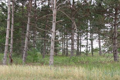 1933 Long Pine Drive, Detroit Lakes, MN 56501 - Photo 8