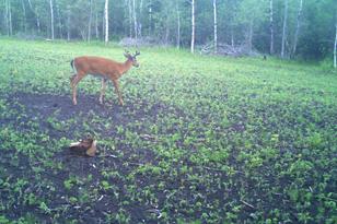 50143 State Hwy 11 - Photo 62