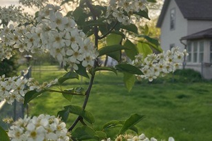 523 Evenson St, Saint Peter, MN 56082