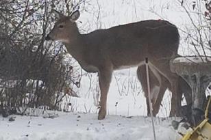 36346 State Hwy 11 - Photo 16