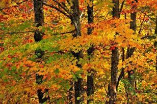 8090 Davis St, Greenfield, MN 55357 - Photo 1