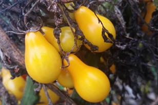 928 110th St - Photo 32