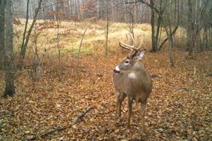 7243 Hazelwood Ave, Webster Township, MN 55057 - Photo 90