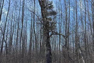 Tbd Lamon Road NE, Turtle River, MN 56601 - Photo 1