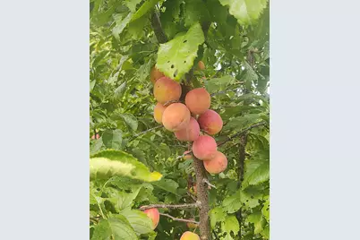 2675 380th Street, Boyd, MN 56218 - Photo 94