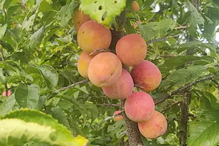 2675 380th St, Boyd, MN 56218 - Photo 94