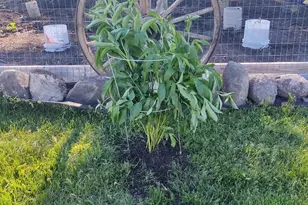 2675 380th St, Boyd, MN 56218 - Photo 92