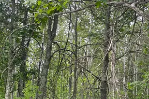 Lot 2 Patriot Ave, Pequot Lakes, MN 56472 - Photo 1