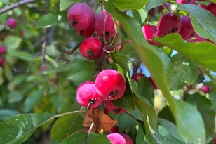 14199 Riverbend Trail, Rocksbury Twp, MN 56701 - Photo 8