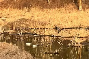 40071 Co Rd 134, Pine River, MN 56474 - Photo 54