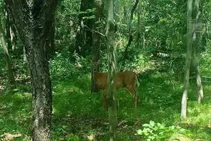 7884 341st St, Stacy, MN 55079 - Photo 8