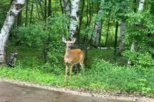 7884 341st St, Stacy, MN 55079 - Photo 6
