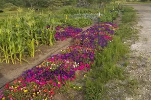 1693 Town Rd 112, Birchdale, MN 56629 - Photo 20