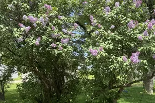 301 19th Ave N, Hopkins, MN 55343 - Photo 48