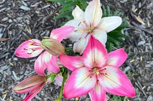 12615 S Abbey Lake Ln, Detroit Lakes, MN 56501 - Photo 44