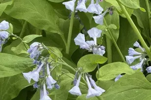 1804 Northern Viola Ln NE, Rochester, MN 55906 - Photo 58