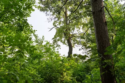 Lot 2 Turtle Lake Drive NW, Walker, MN 56484 - Photo 10