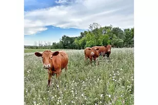 8220 Lake Dr NE, Forest Lake, MN 55025 - Photo 12