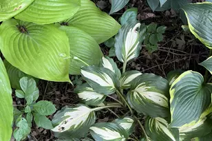 1157 6th Ave S, Windom, MN 56101 - Photo 36