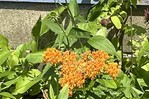 1157 6th Ave S, Windom, MN 56101 - Photo 32