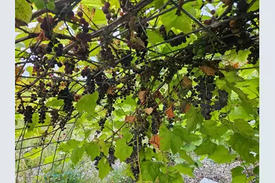 14750 Matson Road, Burlington Twp, MN 56544 - Photo 50