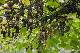 14750 Matson Rd, Burlington Twp, MN 56544 - Photo 50