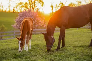 9685 County Rd 13 SE, Delano, MN 55328 - Photo 222