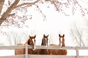 9685 County Rd 13 SE, Delano, MN 55328 - Photo 226