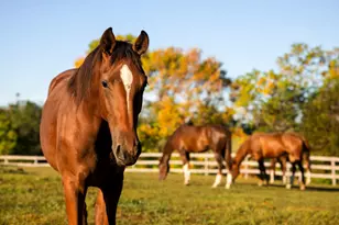 9685 County Rd 13 SE, Delano, MN 55328 - Photo 212