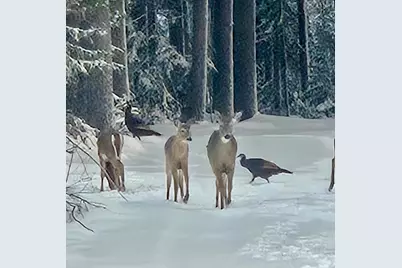 2594 County Road 8, Barnum, MN 55707 - Photo 88