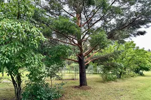 25703 Co Rd 125, Park Rapids, MN 56470 - Photo 36