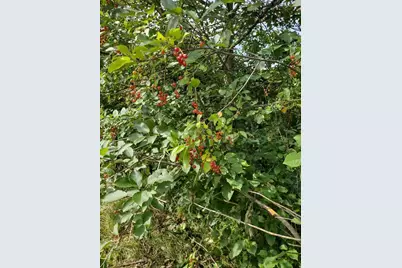 Xxxx 159th Avenue, Sebeka, MN 56477 - Photo 10