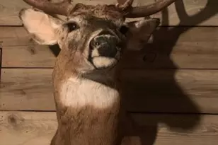 6157 Quinn Ave NW, South Haven, MN 55382 - Photo 18