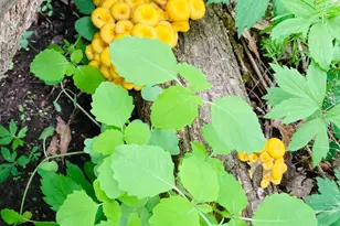 36415 Homer Valley Ln, Winona, MN 55987 - Photo 72