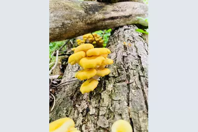 36415 Homer Valley Lane, Winona, MN 55987 - Photo 74