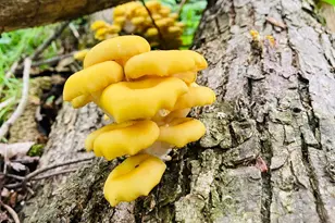 36415 Homer Valley Ln, Winona, MN 55987 - Photo 74