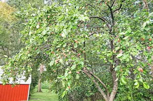 432 E 2nd St, Argyle, MN 56713 - Photo 50